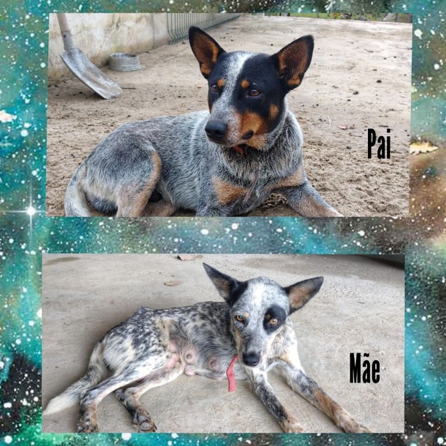 Blue Heeler/ Boiadeiro Australiano 