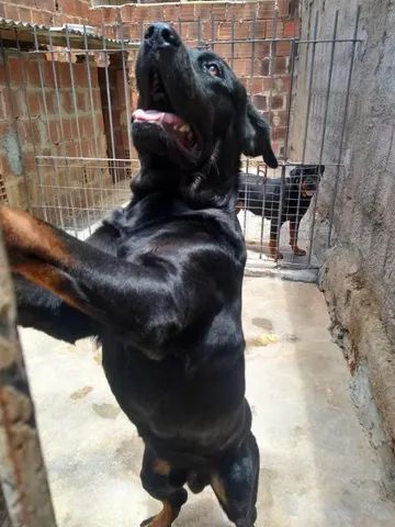 Vendo filhote de rottweiler - Foto 5