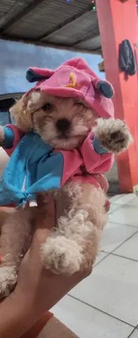 Cachorro poodle 