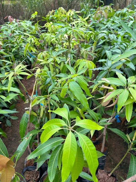 Mudas frutíferas  - Foto 3