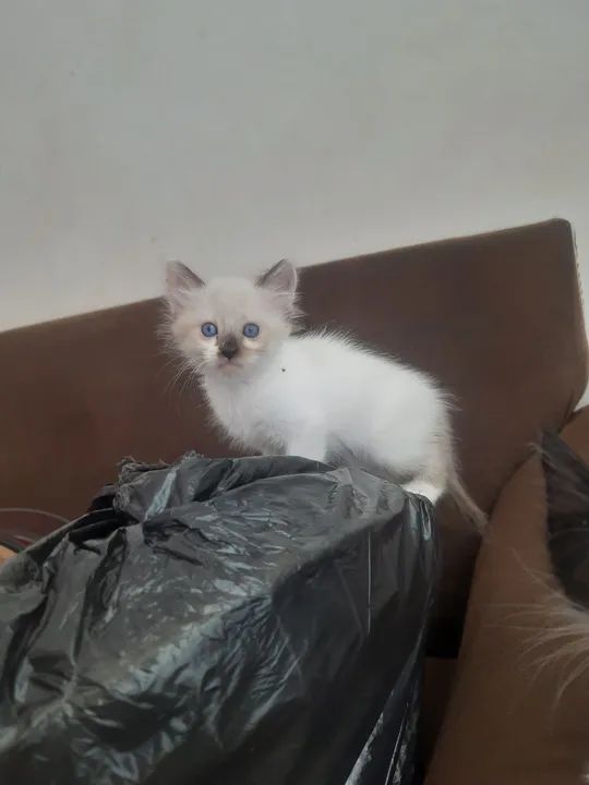 Gatinhos para doação  - Foto 3