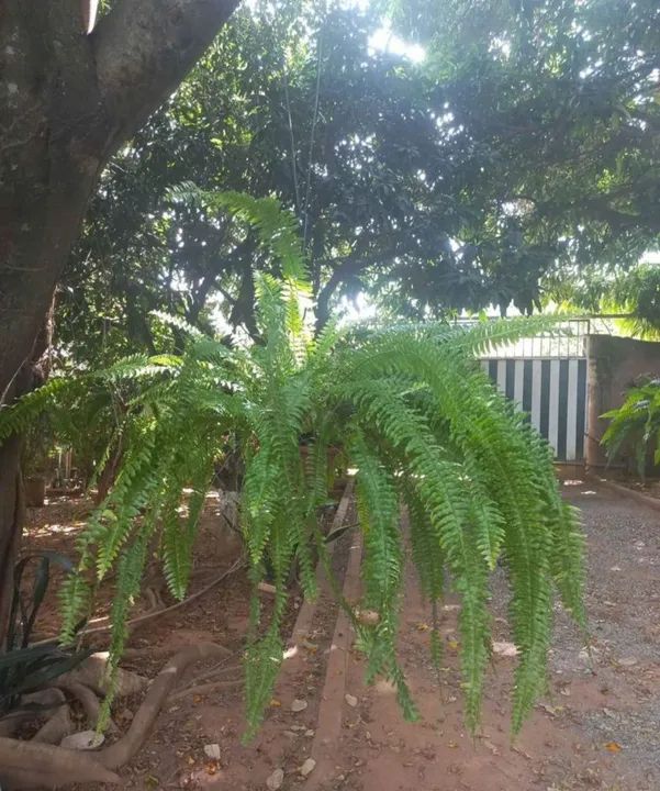 Samambaia Natural linda enorme! Retirar em Sobradinho ENTREGO EM TODO DF  - Foto 3