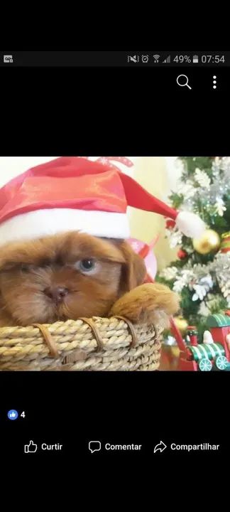 Lindos bebês Shitzu perfeitos com vacina importada de melhor qualidade  - Foto 3