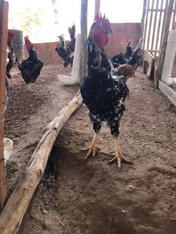 GALINHA SERTANEJA BALÃO - GSB DA AKALU - Foto 4