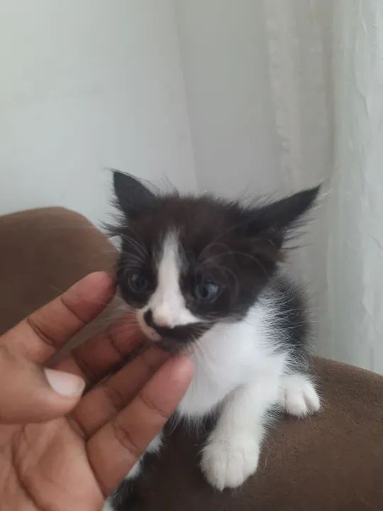 Gatinhos para doação  - Foto 6