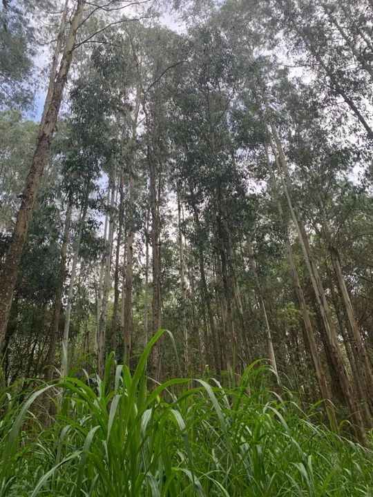 Propriedade Rural Reflorestada com Eucalípto - Foto 7