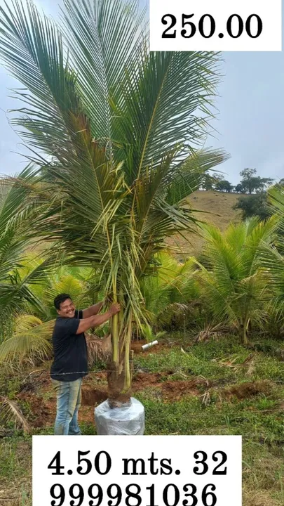 MUDAS DE COCO ANÃO VERDE.