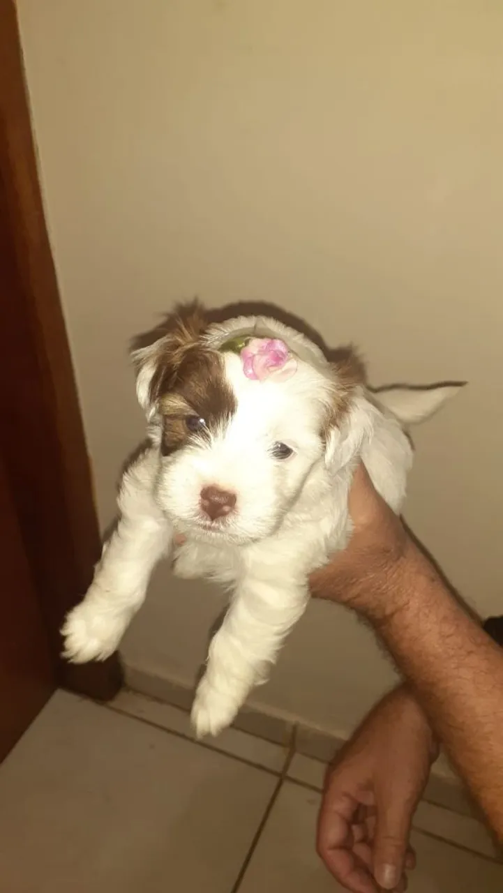 Lhaza Apso fêmea 600 reais.