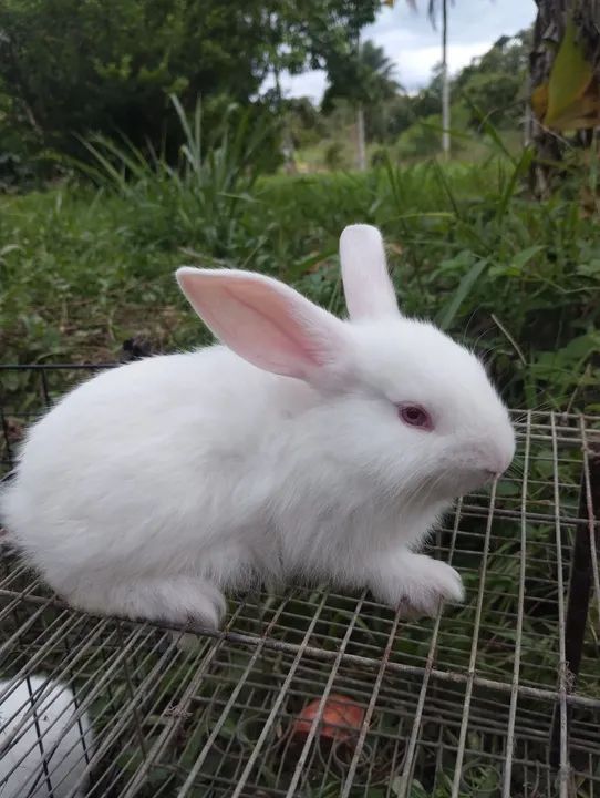Coelhos fofinhos para adoção! - Foto 3