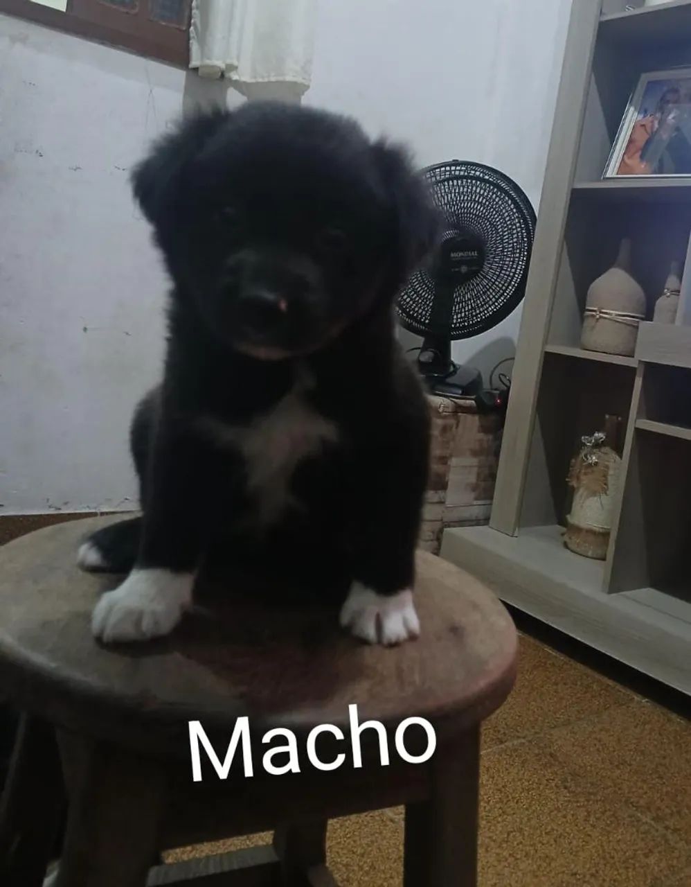 Filhotes de border collie  - Foto 6