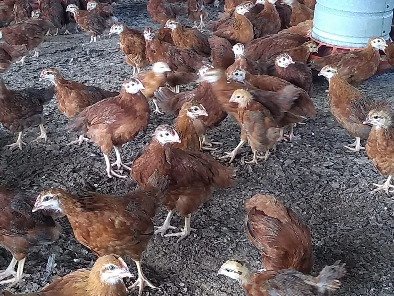 Pintinho e frangas Embrapa 051 - Foto 3