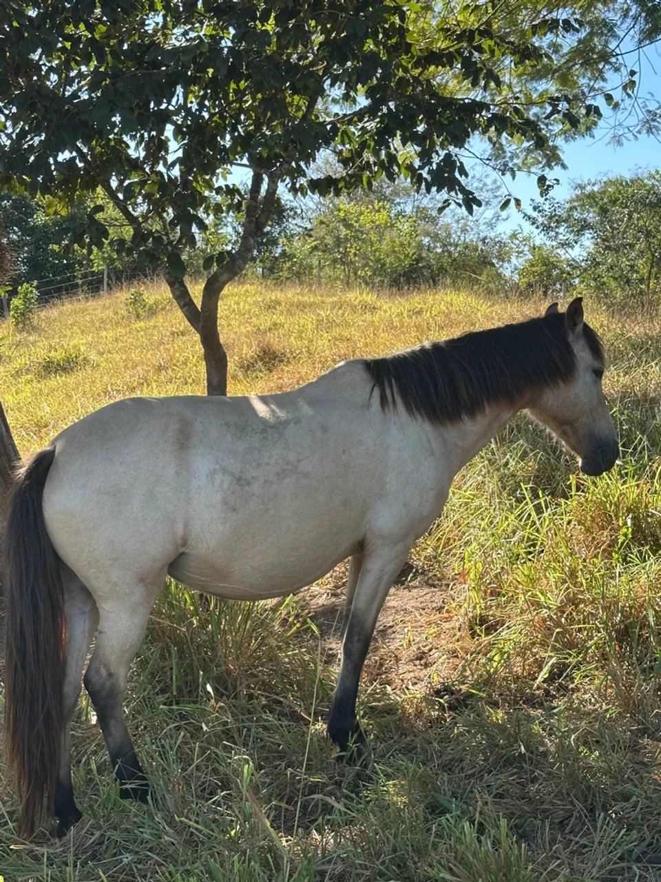 2 éguas domadas e prenhas de QM