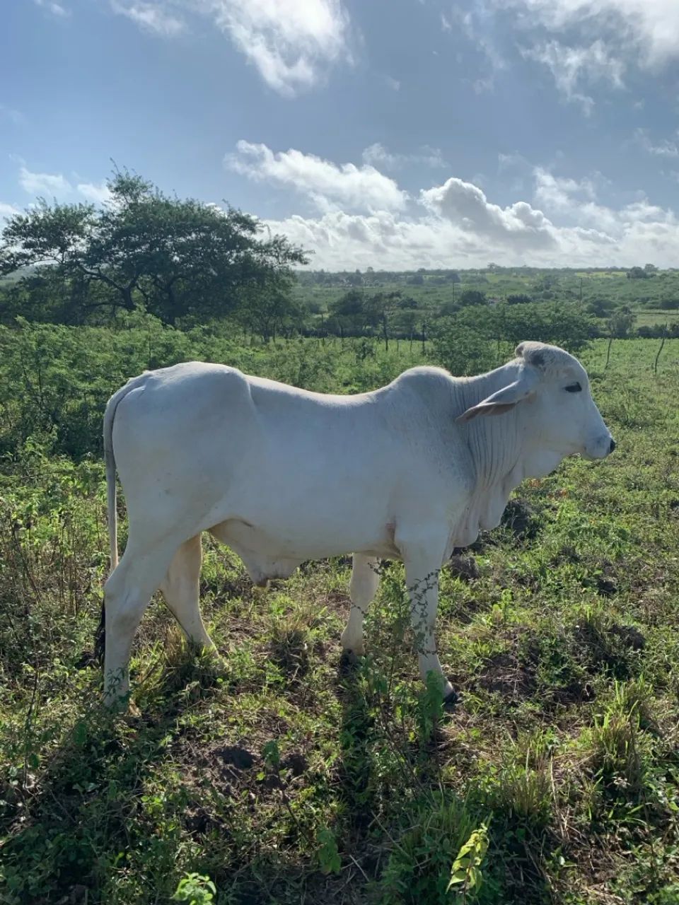 Vendo 8 bezerros para engorda - Foto 5