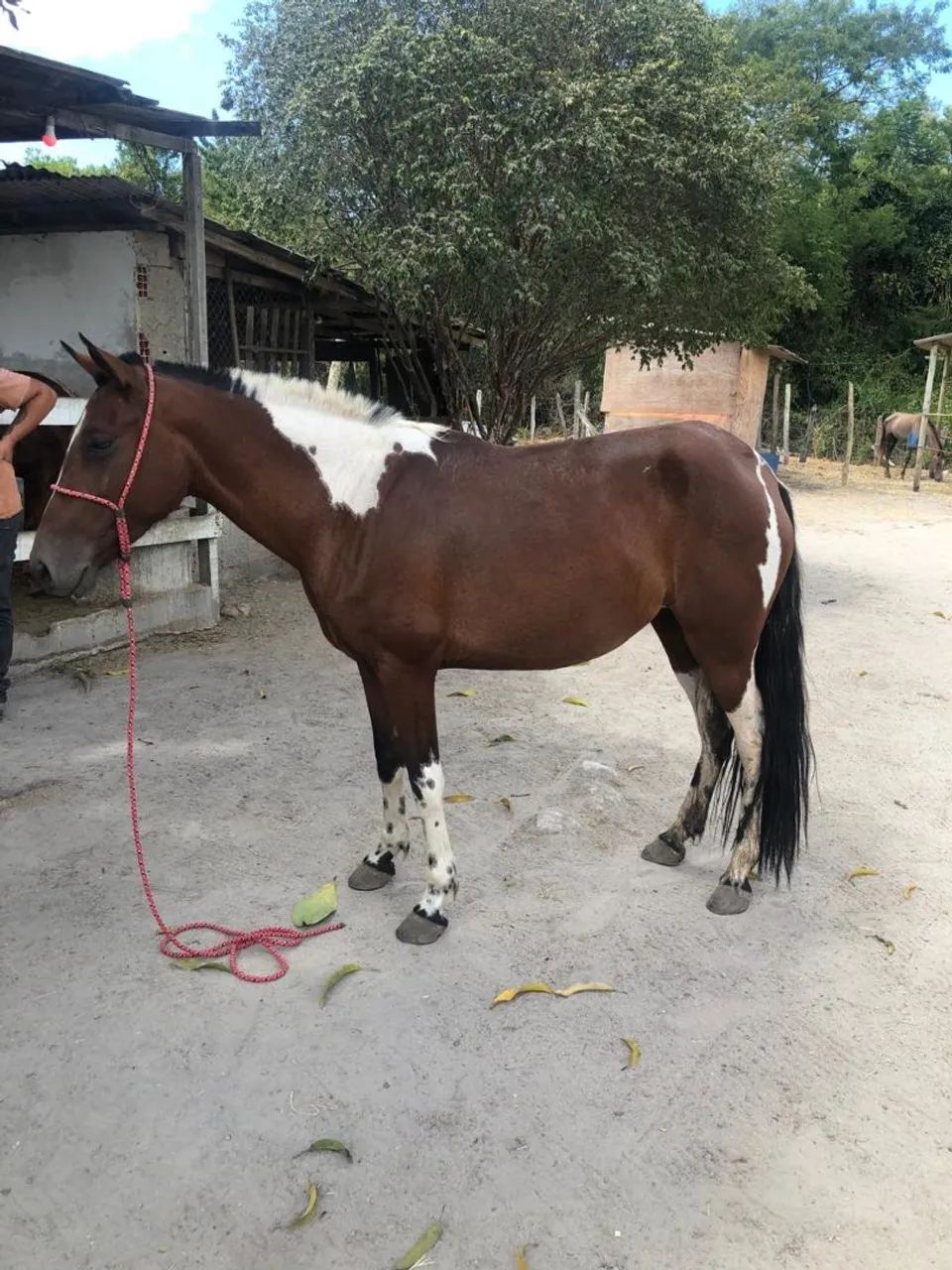 Égua pampa homozigota - Foto 2