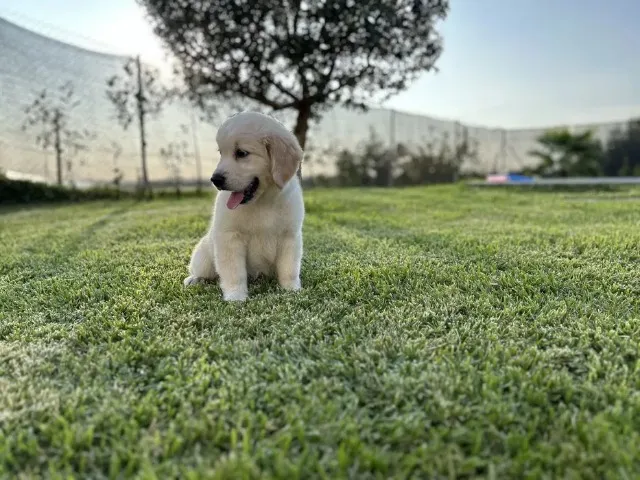 Golden Retriever Afetuoso, brincalhão, sociável, inteligente