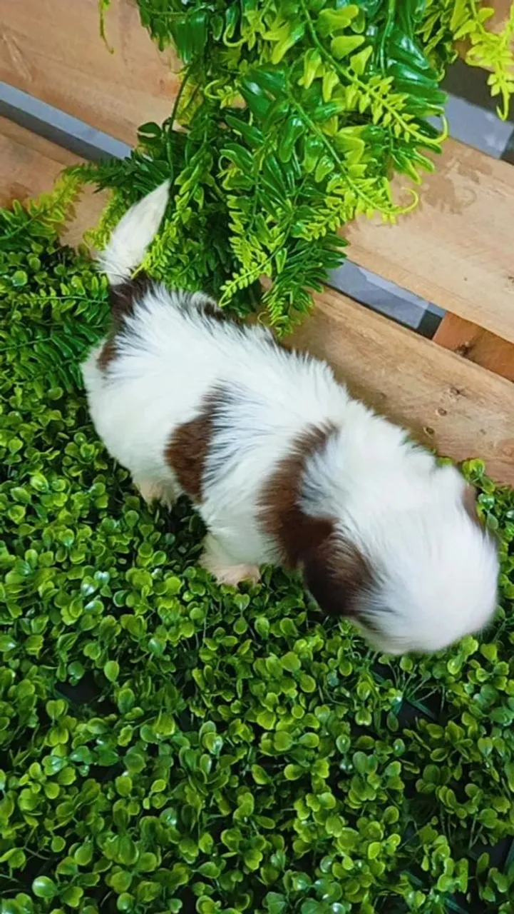  Shih Tzu - macho 750.00 