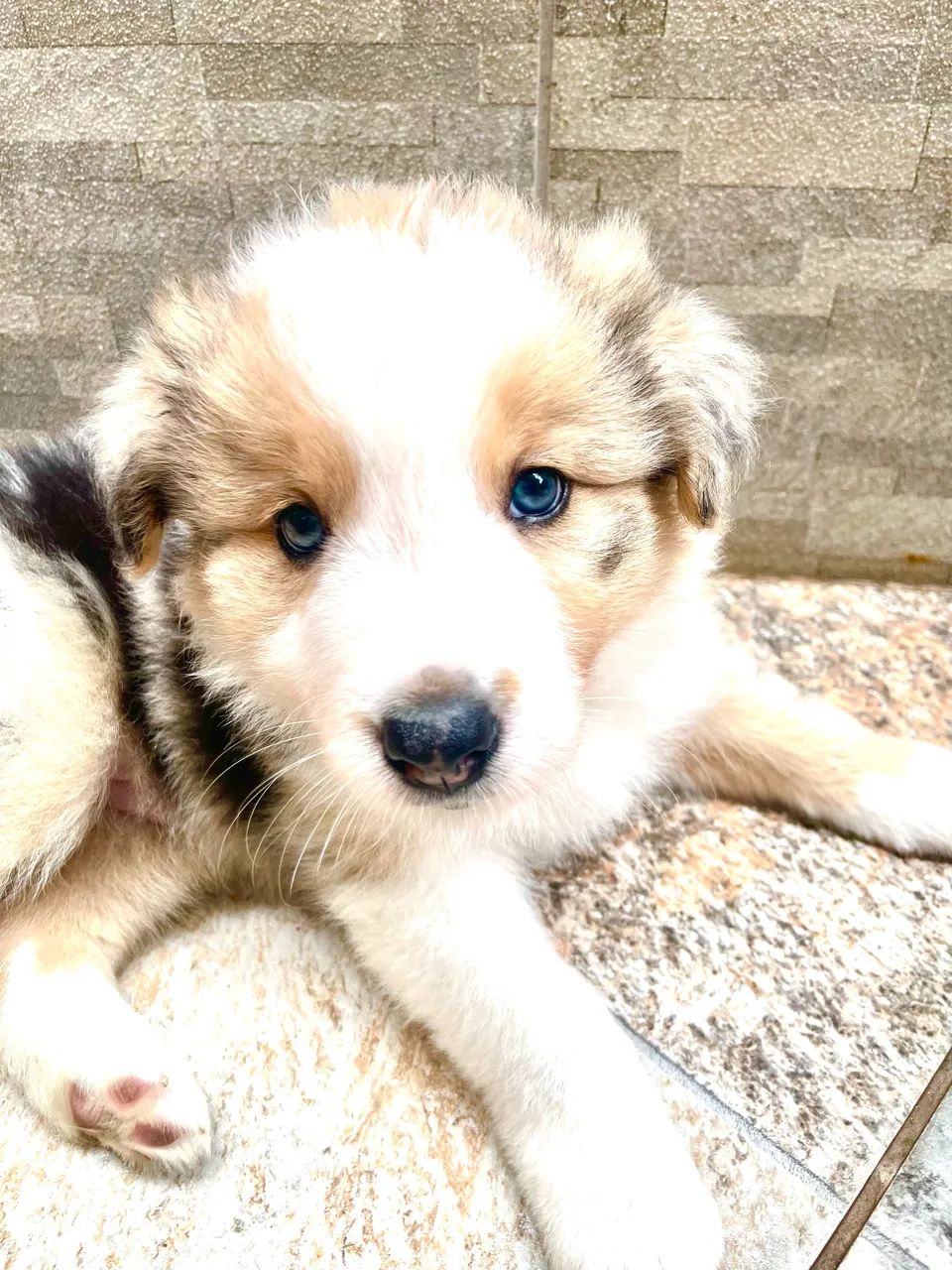 Border collie  - Foto 3