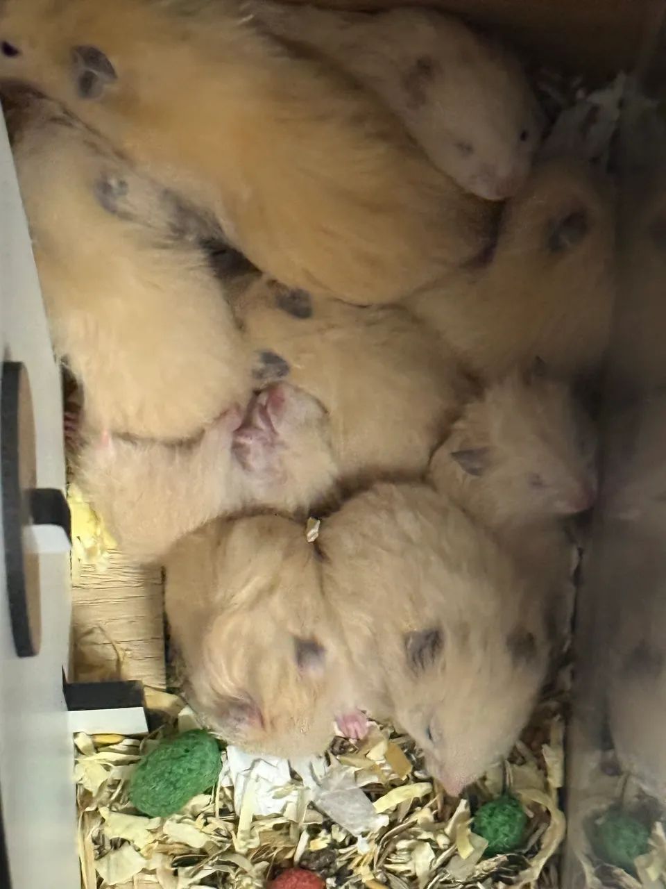 Hamster a venda64168604271747123