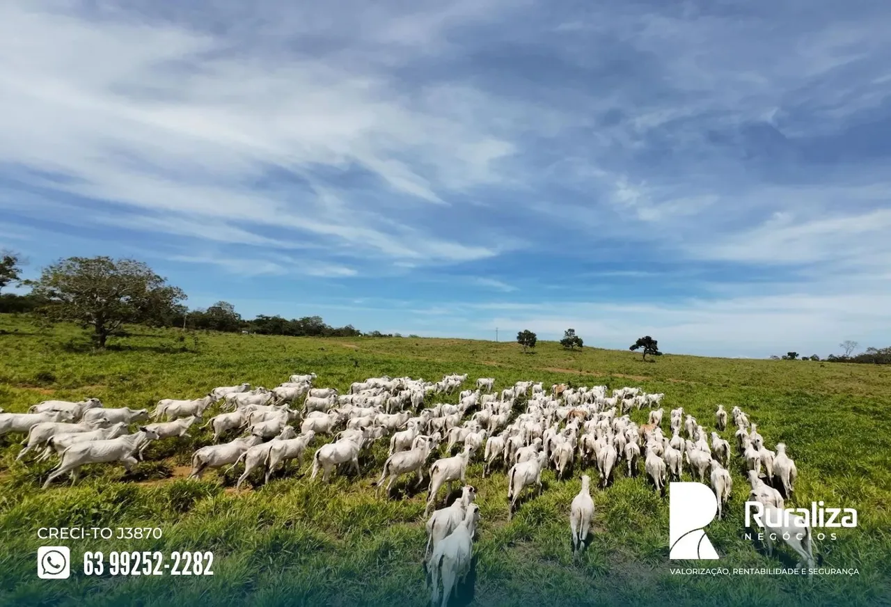 Santa Rosa do Tocantins - TO as margem da rodovia, alto potencial para agricultura