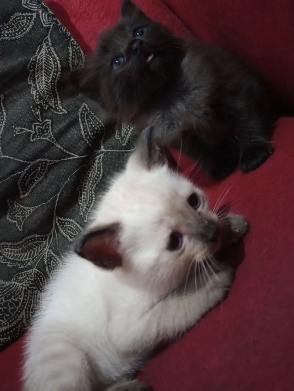 Gatinhos fofos Raça Bombaim  - Foto 2