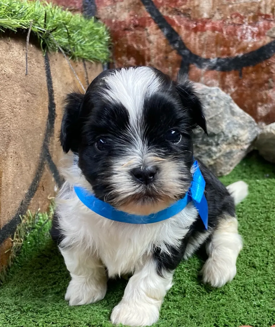 Filhote Shih Tzu Mini