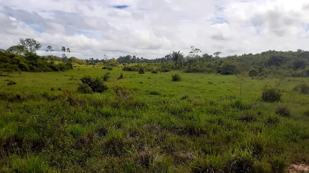 Fazenda para venda tem 1.113 Hectares em Breu Branco. PA. - Foto 5