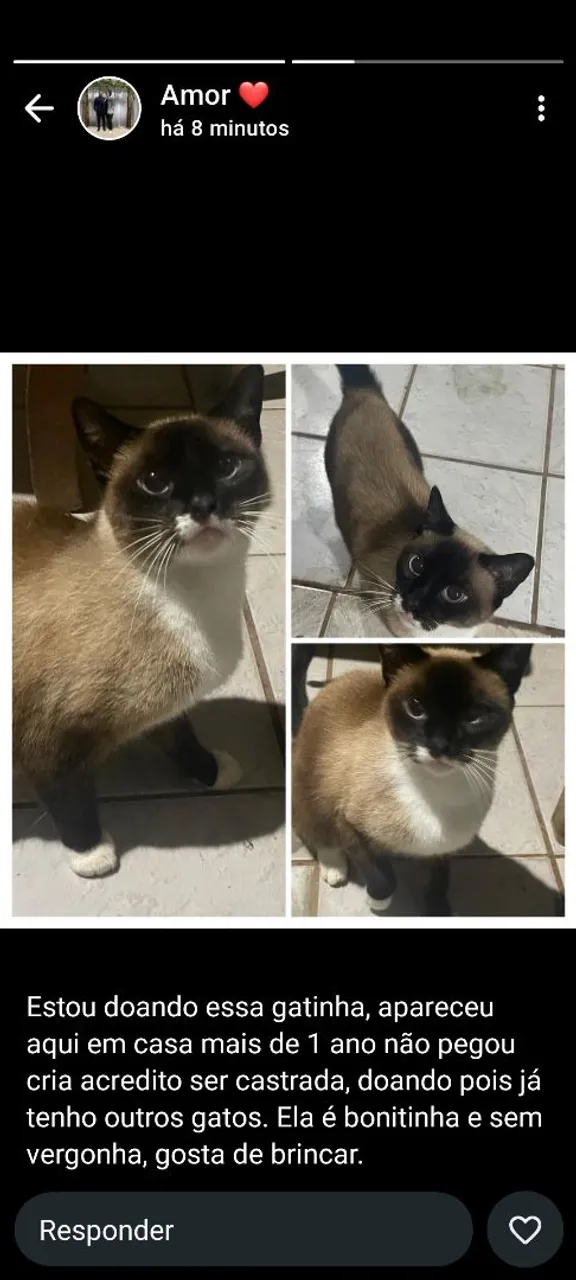 Gatinha linda para adoção
