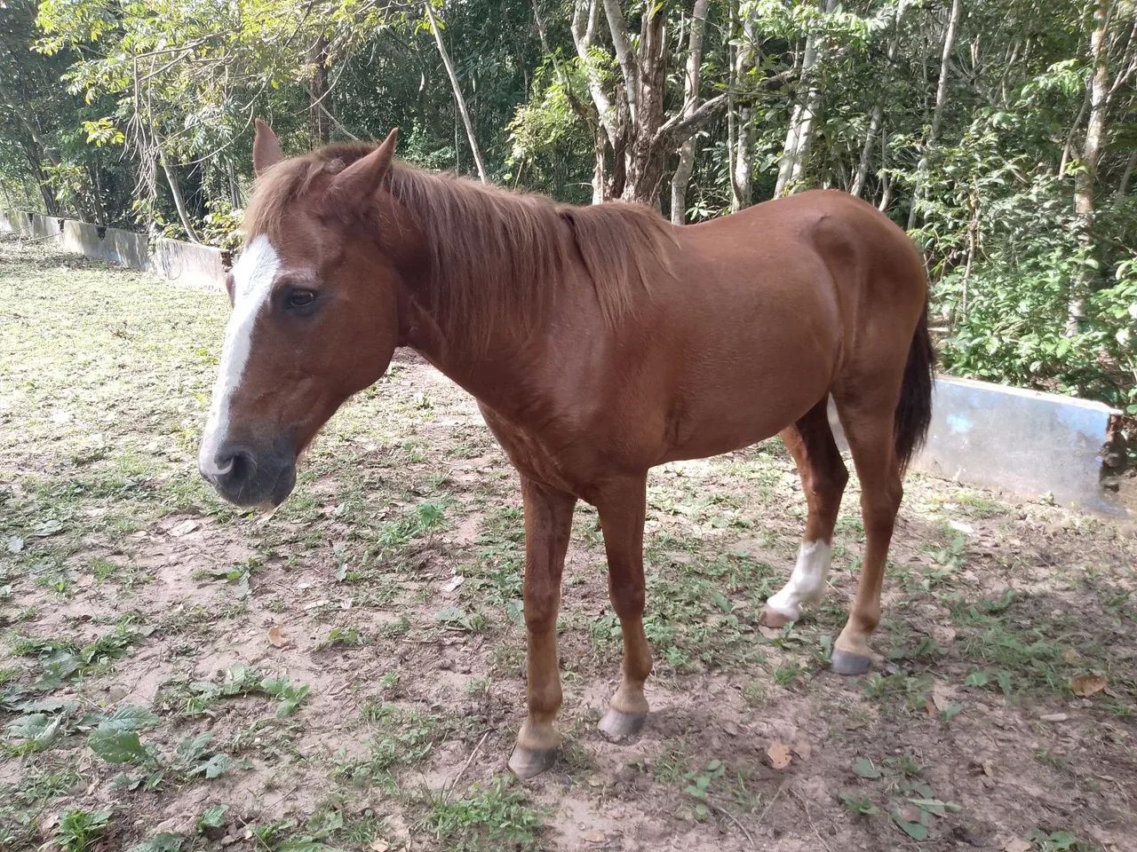Cavalos mestiços - Foto 3