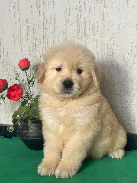 Golden retriever macho com pedigree 