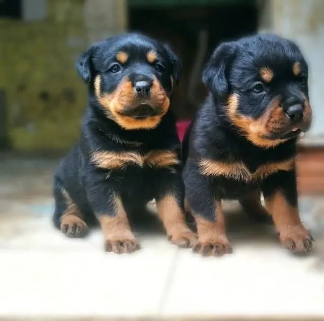 Lindos filhotes rottweiler  - Foto 5
