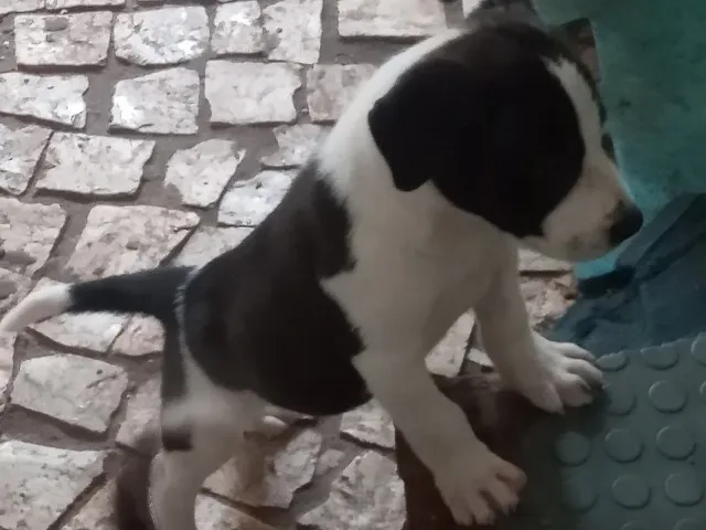 Filhotes de cachorro com manchas