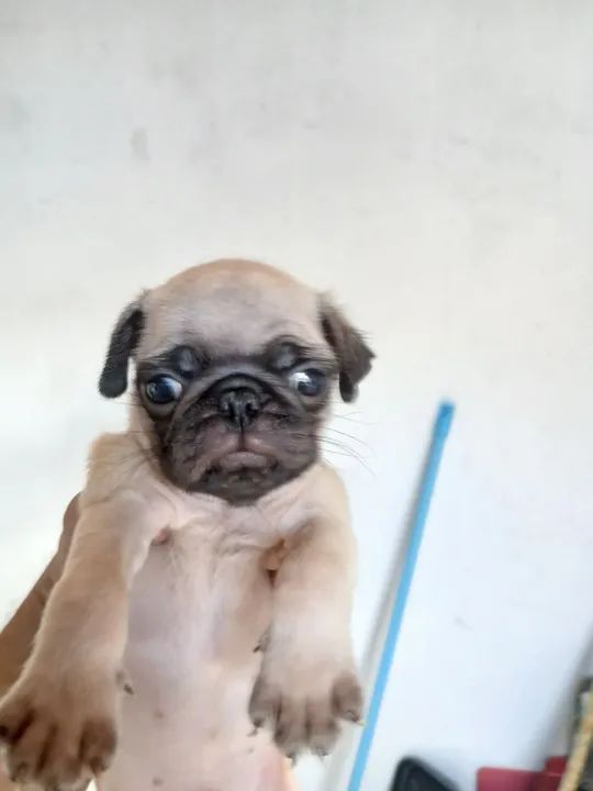 Filhote de Pug disponível fêmea e machinho  - Foto 3