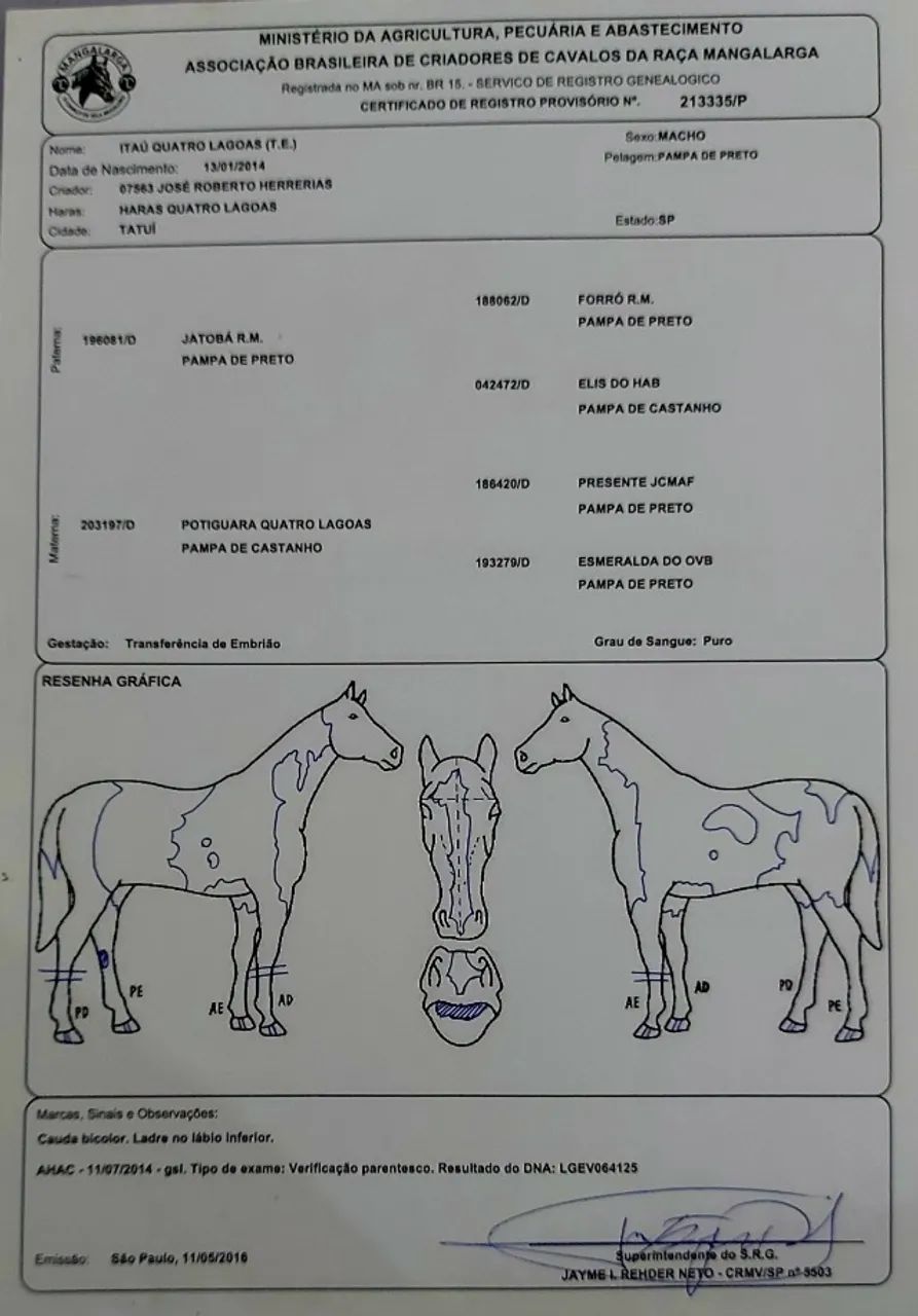 Mangalarga Paulista-T.E. - Foto 4