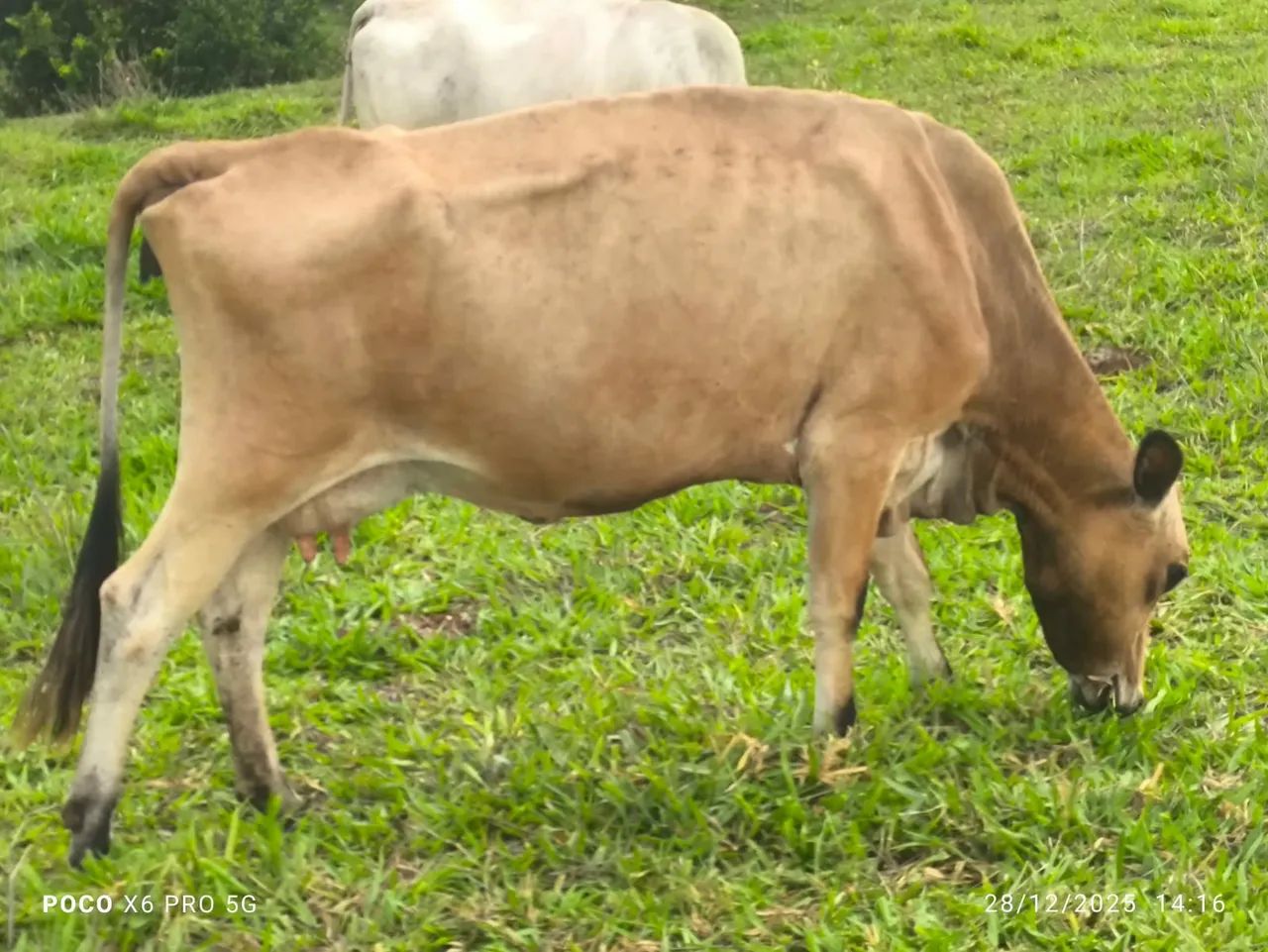 Vaca leiteira com bezerro