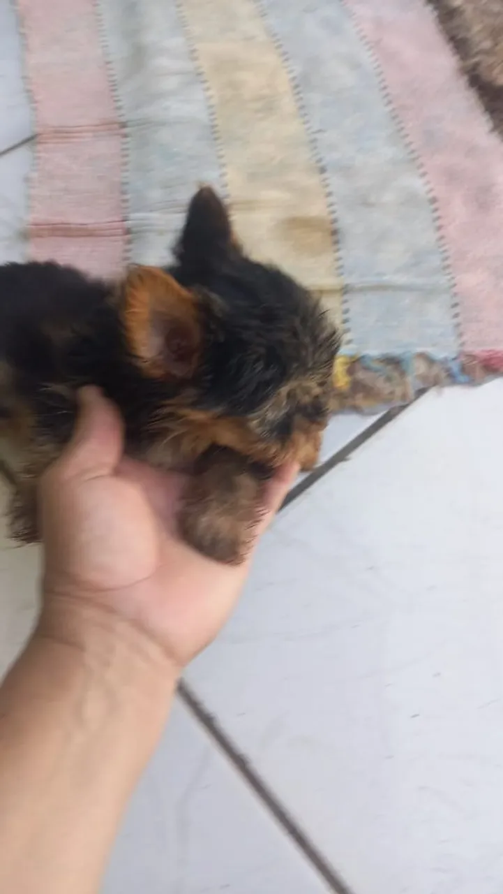 Filhote de Yorkshire Terrier - Fofo e Charmoso!