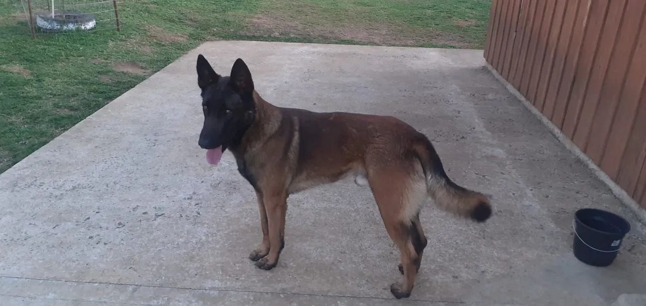 Vendo último casal de Filhotes de Pastor Belga malinois puro.  - Foto 6