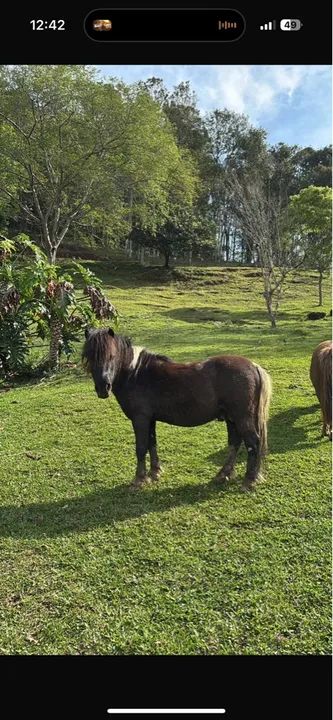 Pôneis Disponíveis  - Foto 2