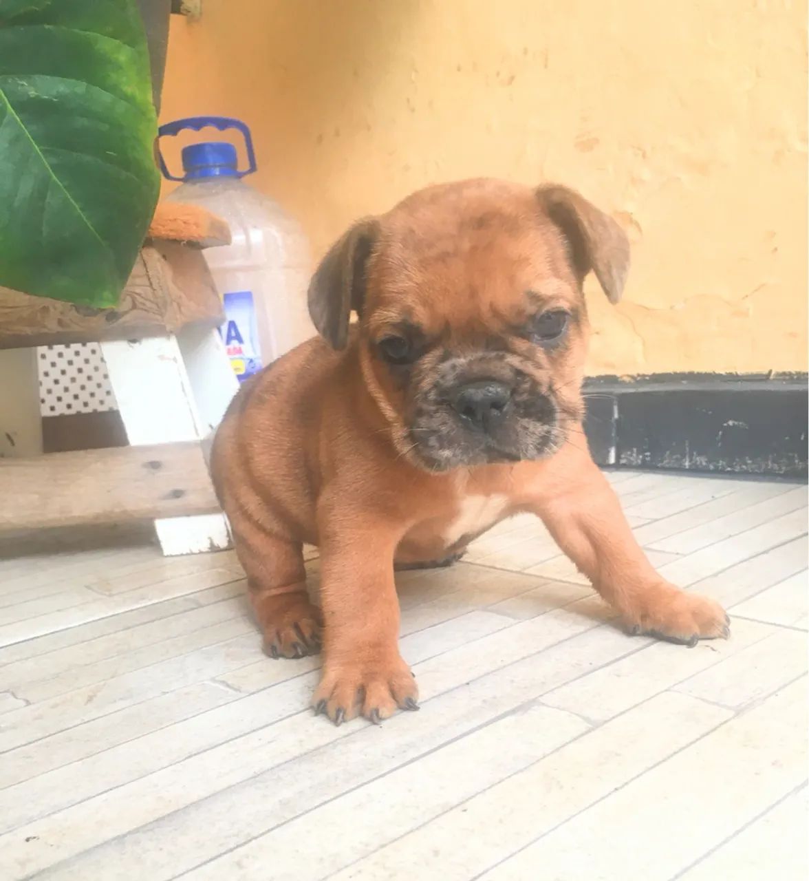 Filhote de Bulldogue Francês  - Foto 3