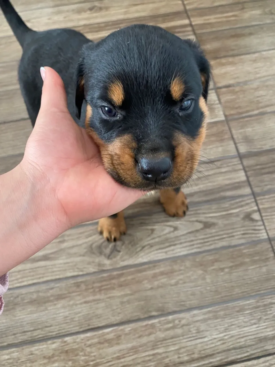 Rottweiler fêmea alemã