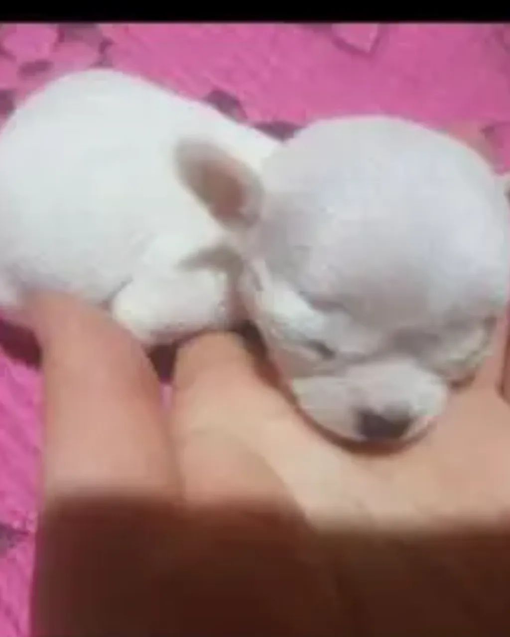 Mini Chihuahua - Leve Amor pra Casa