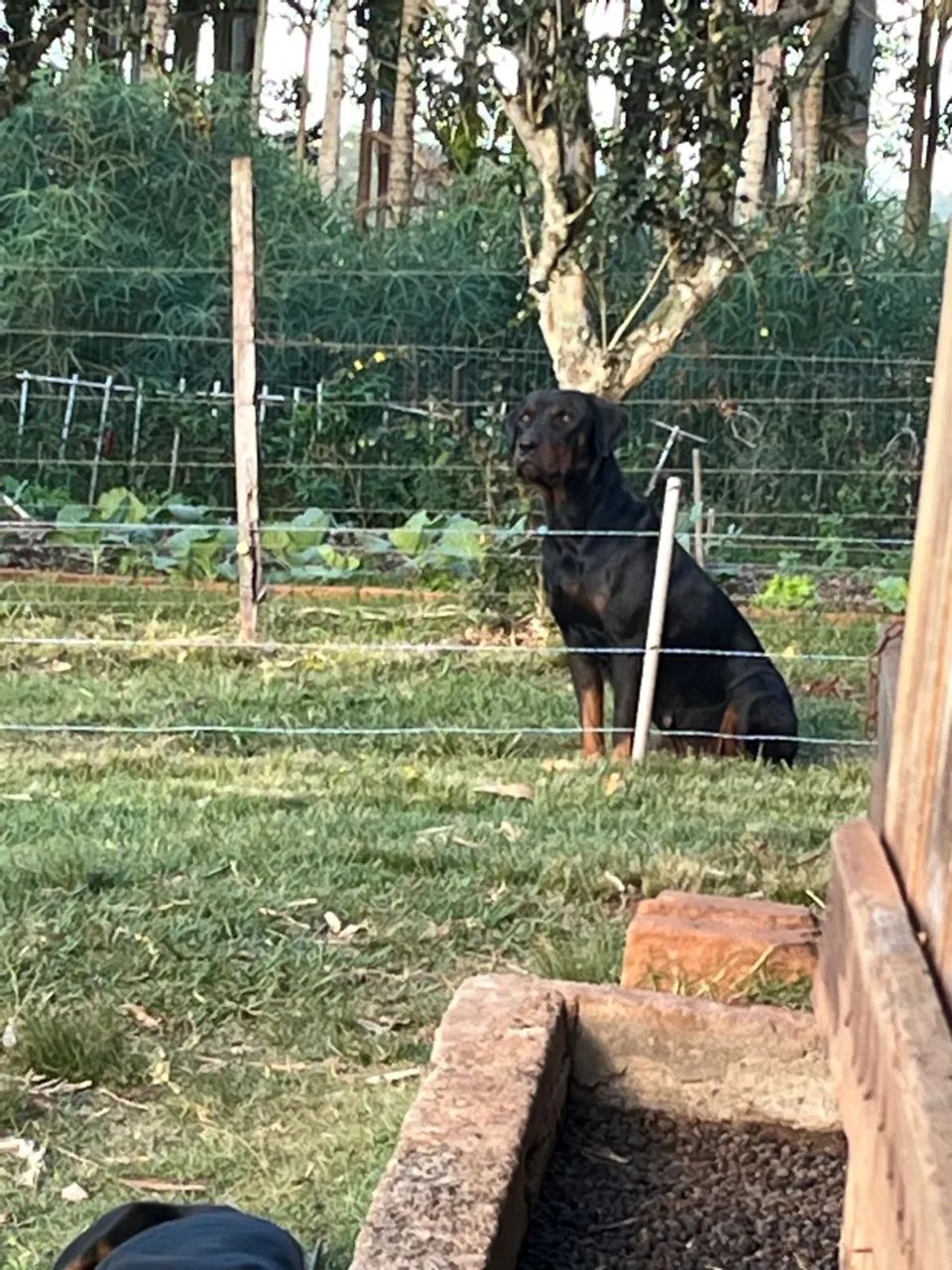 Filhotes de Rottweiler - Foto 2