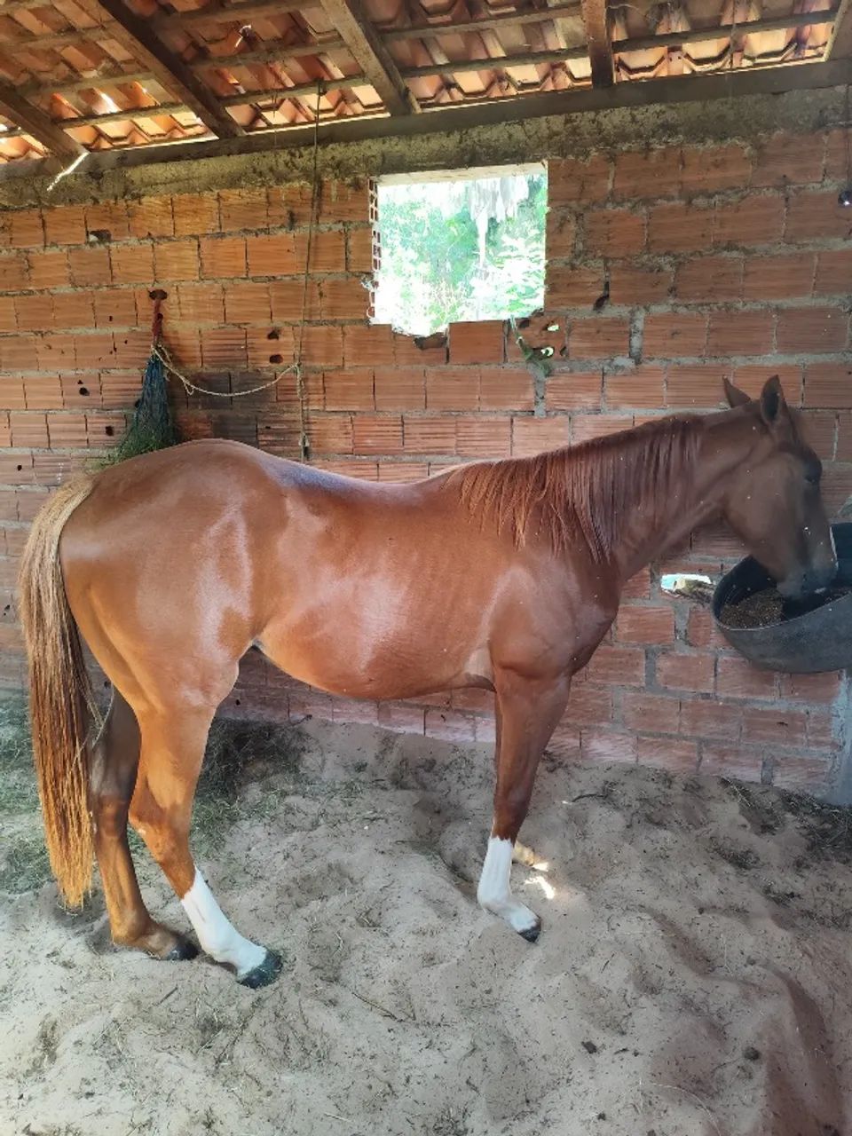 Cavalo QM - Foto 2