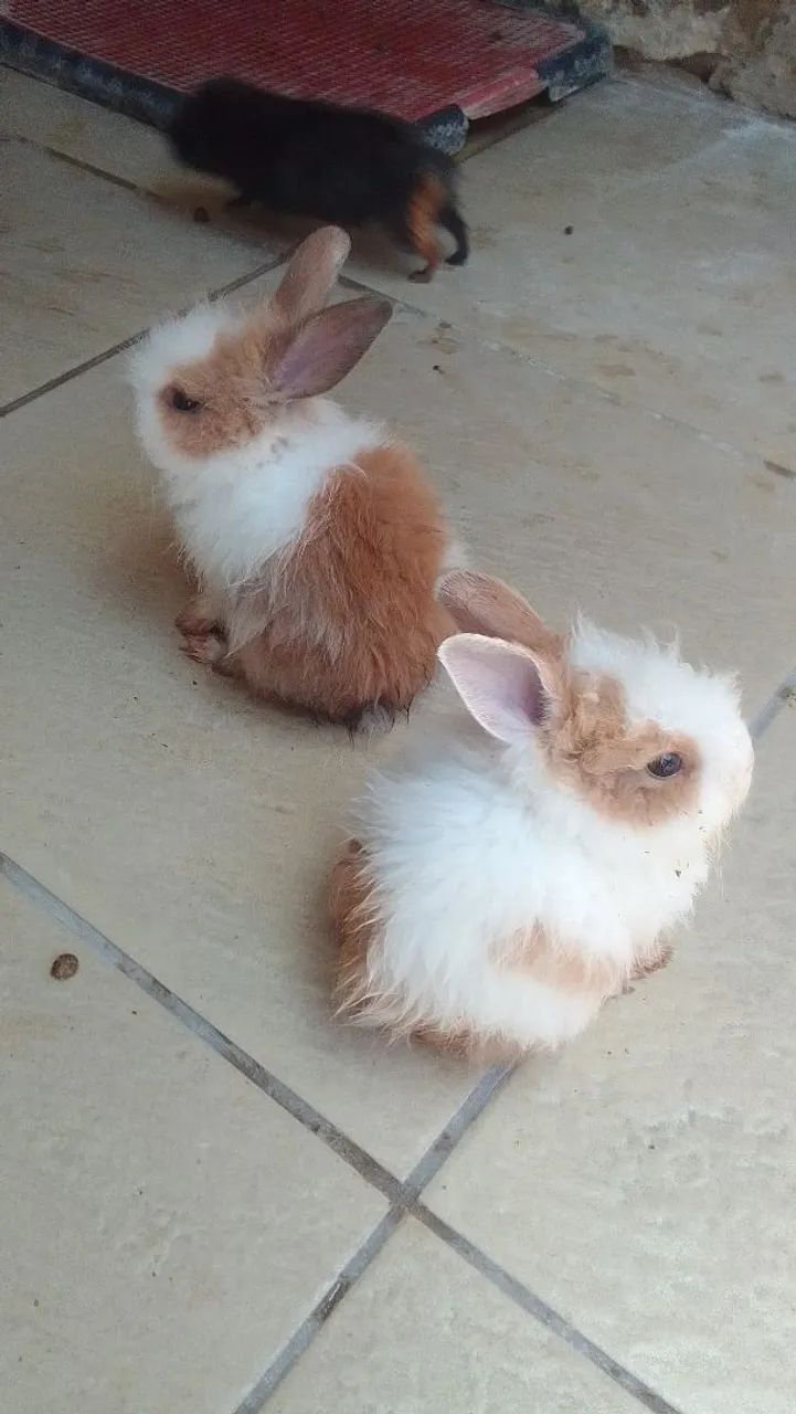 Coelho Lion Head 49,90 - Foto 4