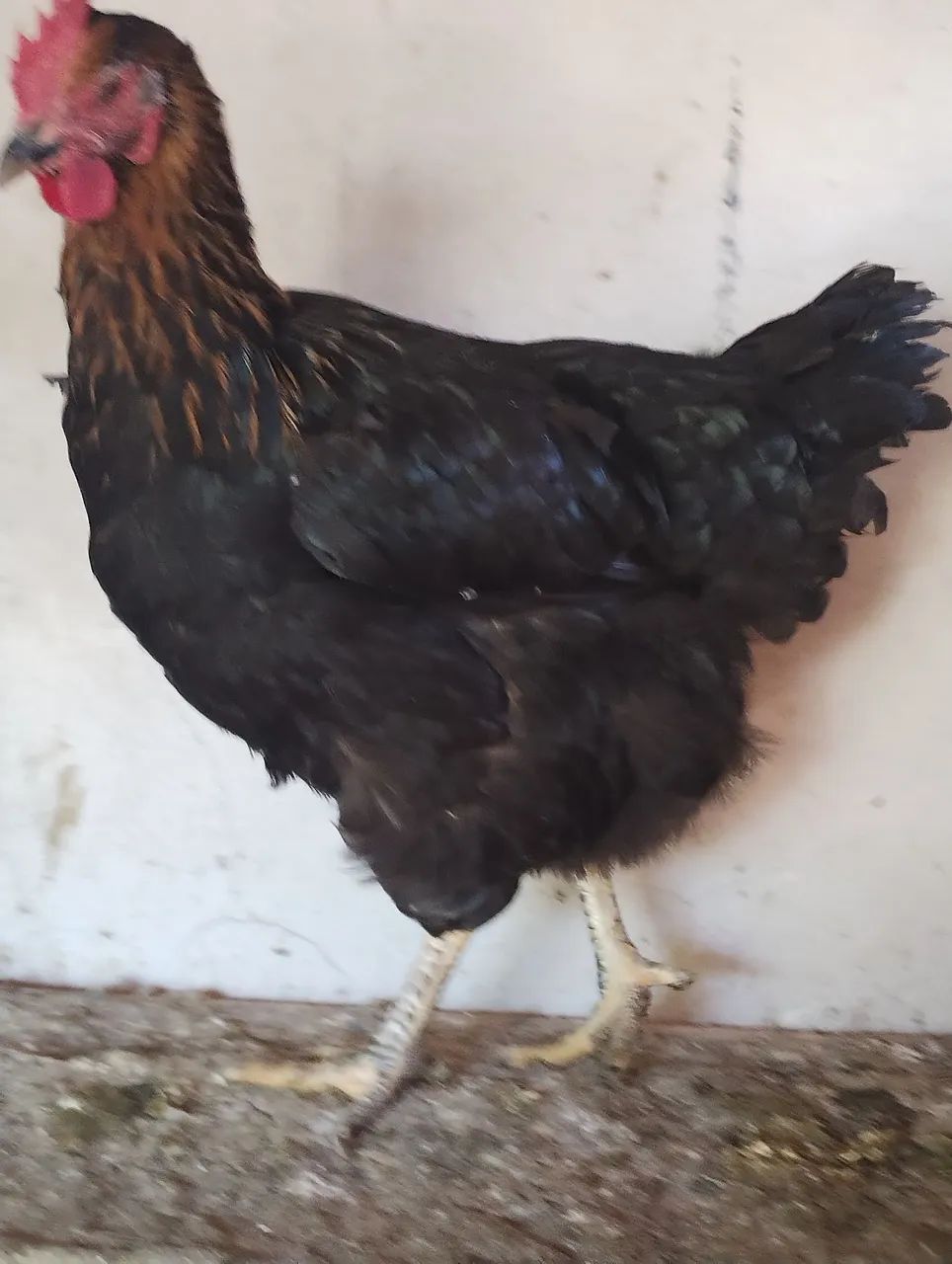 GSB ( Galinha sertaneja Balão)