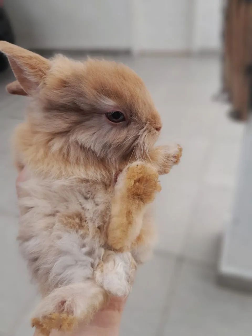 Mini coelho  - Foto 3