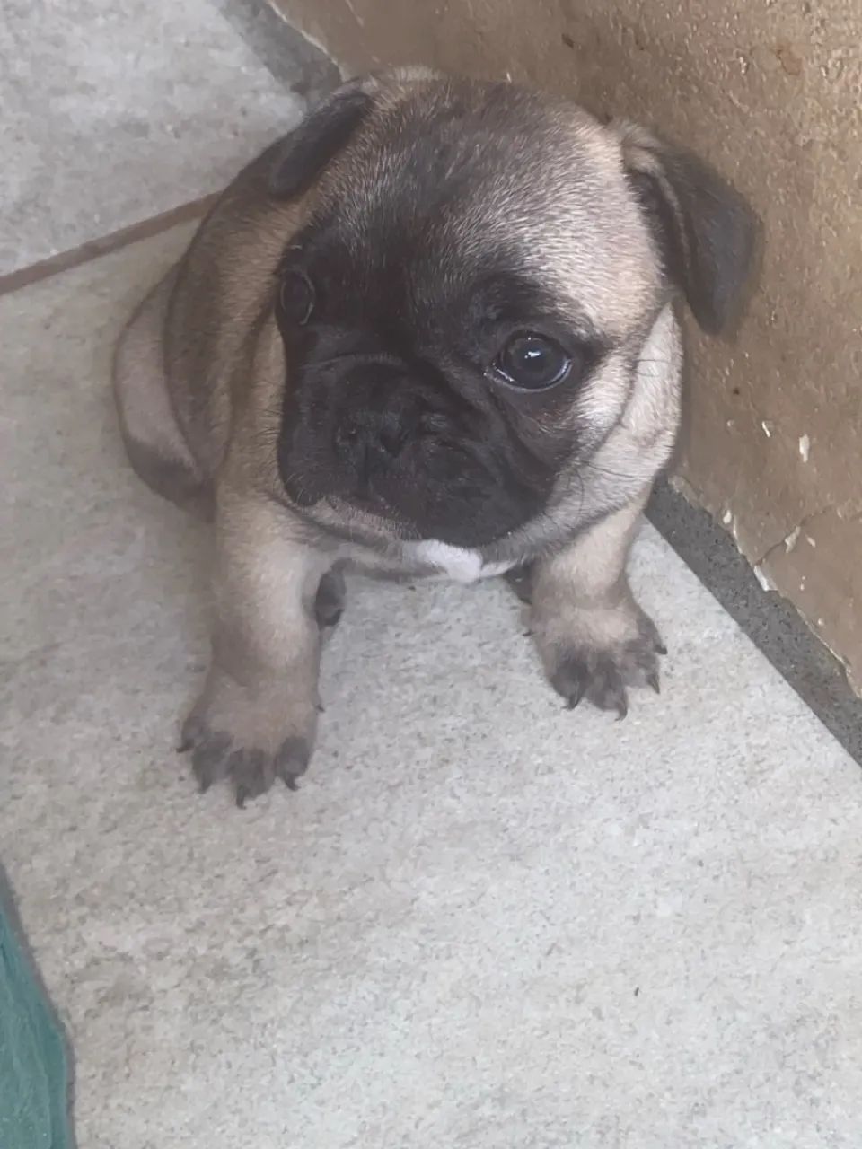 Filhotes de Bulldog Francês - Foto 2