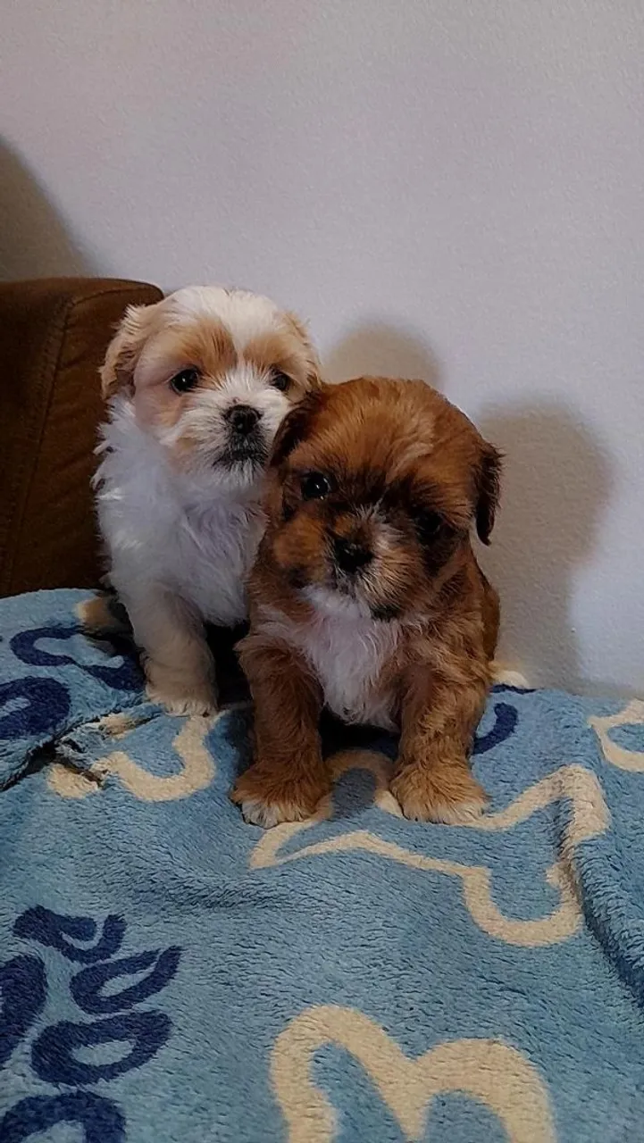 Filhotes de Shih Tzu macho