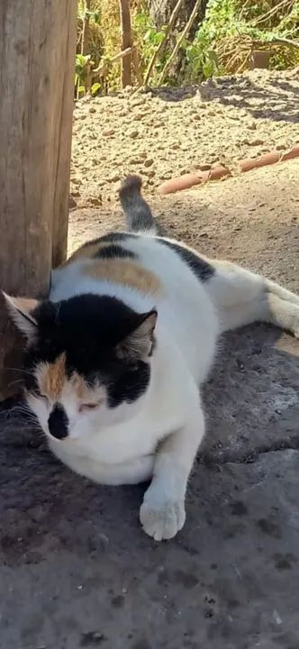 Gata castrada para Adoção