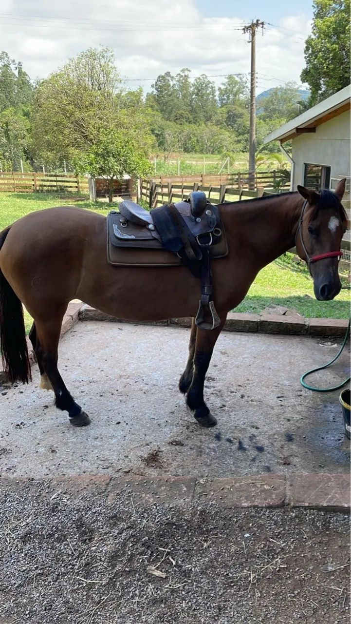 Gateada Professora, Craque! - Foto 3