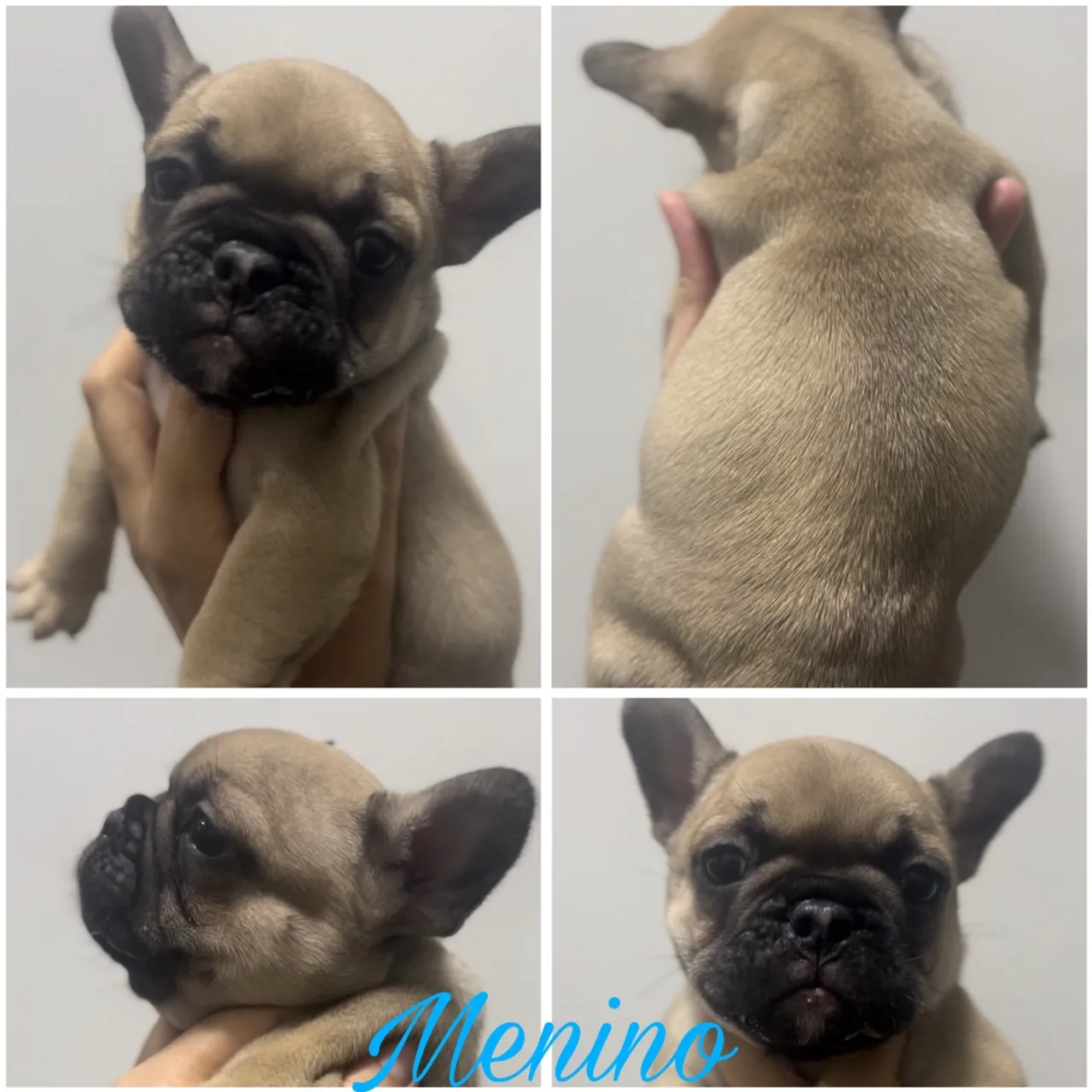 Filhote de Bulldog Francês